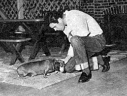 Rod Cameron with the family dachsund in February 1950.

